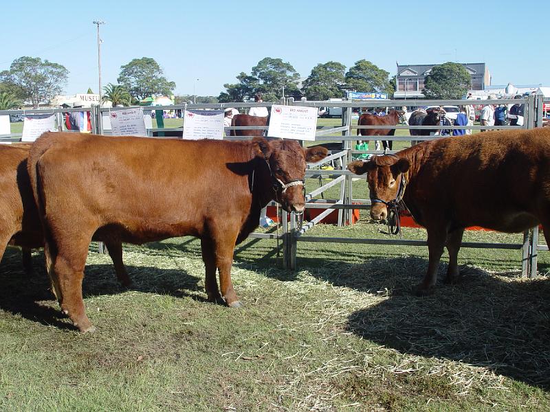 beef-week 020.jpg